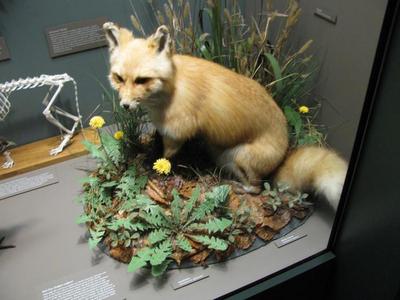 Red Fox