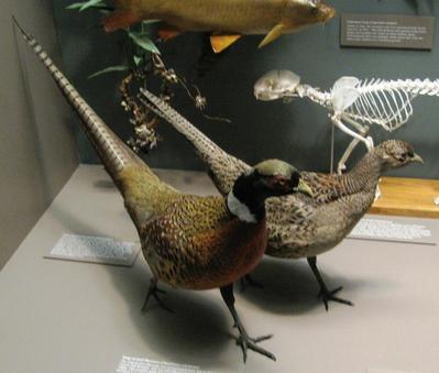 Pheasant, Ring-necked (2), Male And Female