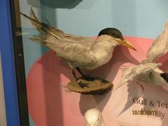 Caspian Tern, Male, Mount