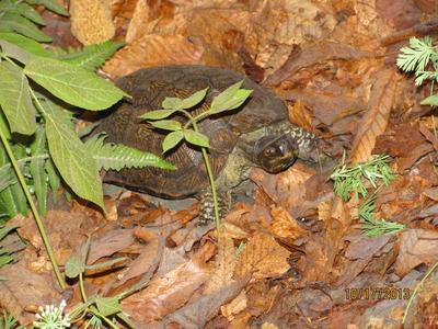 Wood Turtle