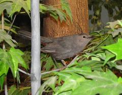 Catbird, School Loan Collection