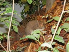 Gray Squirrel, Male