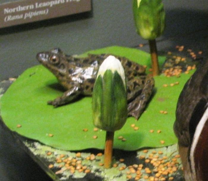 Frog, Northern Leopard