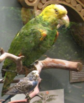 Parrot, School Loan Collection