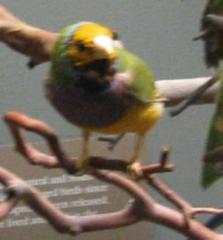 Finch, School Loan Collection