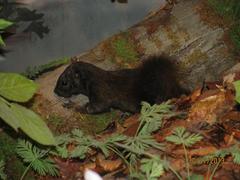 Gray Squirrel, Black Phase, Female