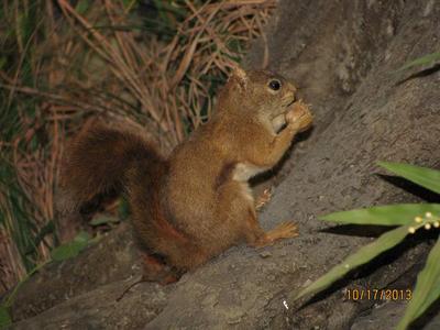 Squirrel, Red, School Loan Collection