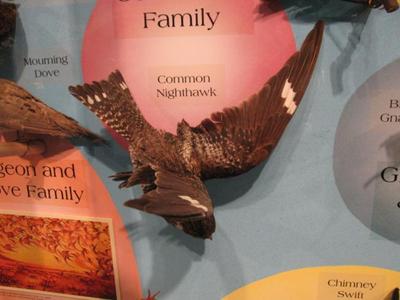 Common Nighthawk, Male, Mount