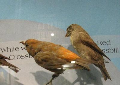 Red Crossbill, American Crossbill, Male, Mount