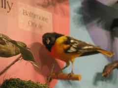 Baltimore Oriole, Northern Oriole, Male, Mount