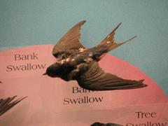 Barn Swallow (mount)