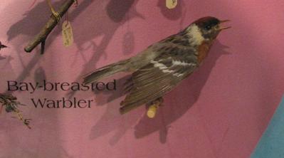 Bay Breasted Warbler, Mount