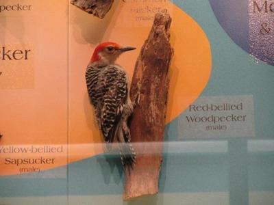Red - Bellied Woodpecker,  Mount