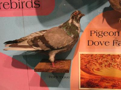 Rock Dove,  Pigeon, Mount