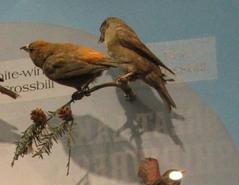 Red Crossbill, American Crossbill,  Female, Mount