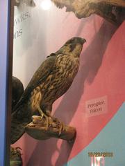 Peregrine Falcon