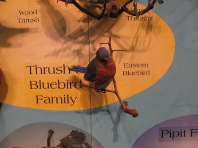 Eastern Bluebird, School Loan Collection, Mount