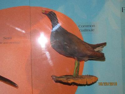 Common Florida Gallinule, Mount