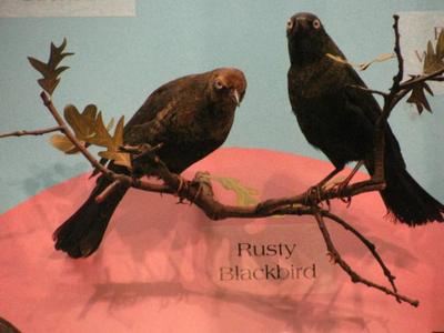 Rusty Blackbird, Mount