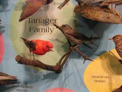 Scarlet Tanager (mount)