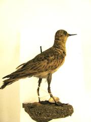 Buff-Breasted Sandpiper (mount)