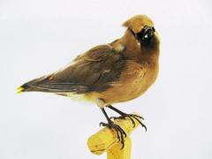 Cedar Waxwing (mount)