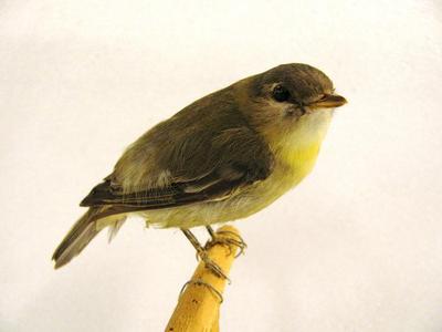 Tennessee Warbler (mount)