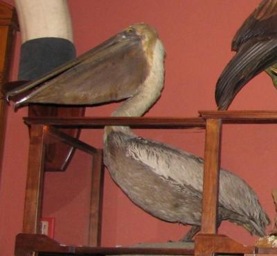 Pelican, Brown