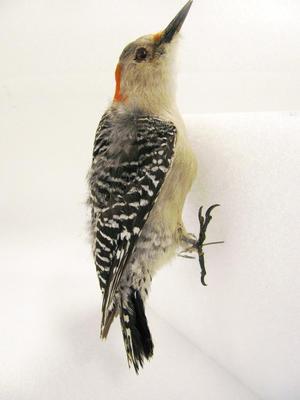 Red-bellied Woodpecker (mount)