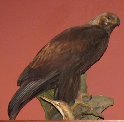 Cabinet Skins, Golden Eagle, Mount