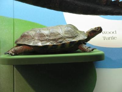 Wood Turtle, School Loan Collection