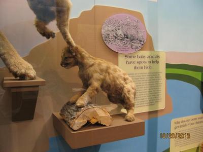 Mountain. Lion, Cub, Female