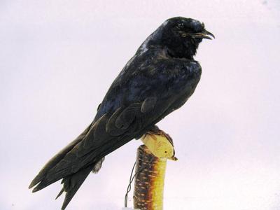Purple Martin (mount)