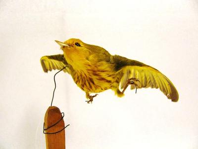 Yellow Warbler (mount)