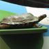 Wood Turtle, School Loan Collection
