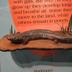 Mudpuppy