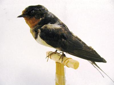 Barn Swallow (mount)