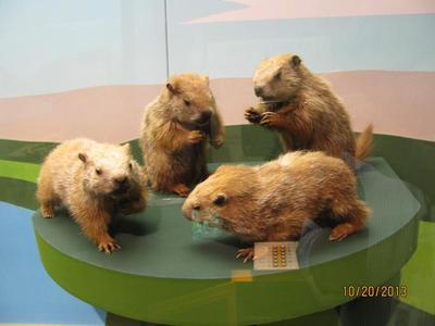 Woodchuck-immature
