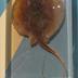 Stingray Specimen, Plastomount, Genus Dasyatis