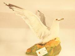 Ring-Billed Gull (mount)