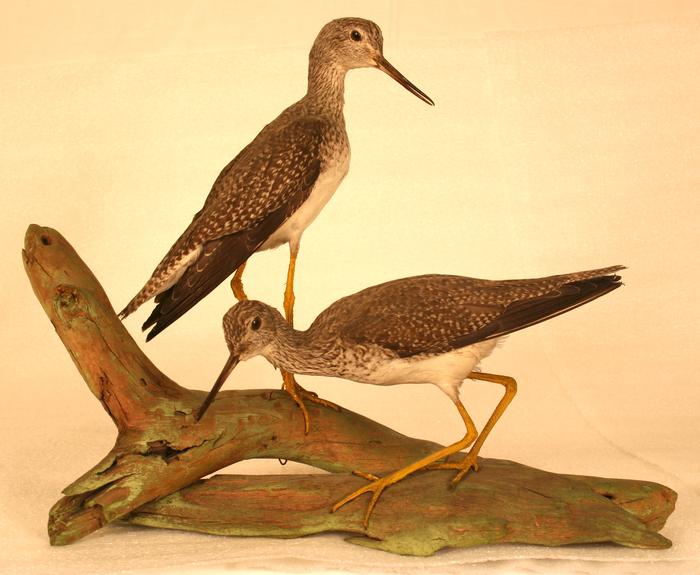 Greater Yellowlegs (mount)