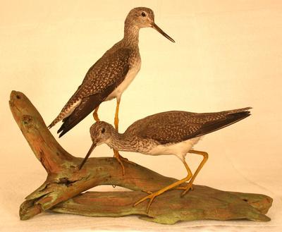 Greater Yellowlegs (mount)