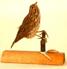 Savannah Sparrow (mount)