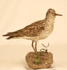 White-Rumped Sandpiper (mount)