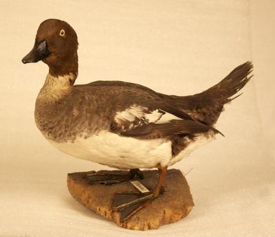 Barrow's Goldeneye (mount)