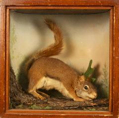 Squirrel, Red, School Loan Collection