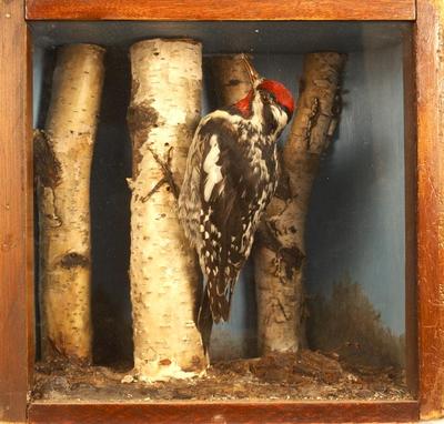 Common Sapsucker, School Loan Collection, Mount