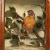 Robin, School Loan Collection, Mount