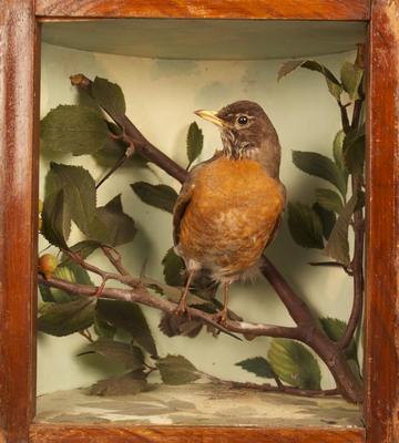 Robin, School Loan Collection, Mount