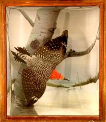 Woodpecker, Red-bellied, School Loan Collection